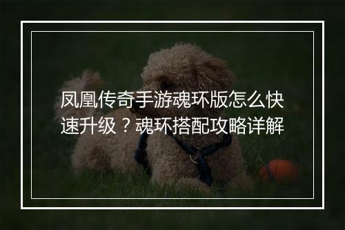 凤凰传奇手游魂环版怎么快速升级？魂环搭配攻略详解