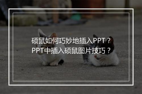 硕鼠如何巧妙地插入PPT？PPT中插入硕鼠图片技巧？