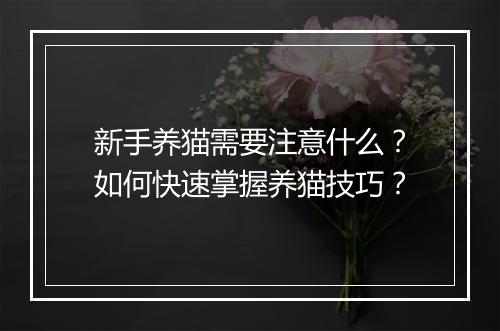 新手养猫需要注意什么？如何快速掌握养猫技巧？