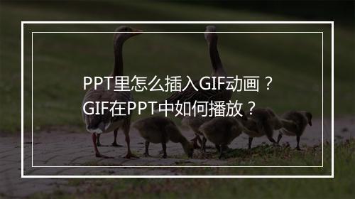PPT里怎么插入GIF动画？GIF在PPT中如何播放？